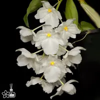[Bare-root] #DA# Den. farmeri f. petaloid album 'Hsinying' [2.4" BS][Sept in stock 26]