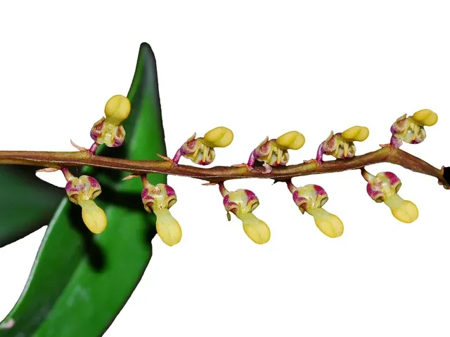 Bulbophyllum falcatum (Bulbophyllum)