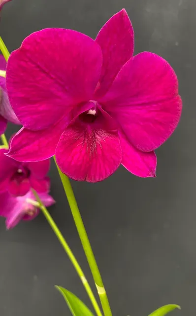 Dendrobium Burana Red Sky (Dendrobium)