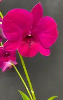 Den. Burana Red Sky — Blooming Size