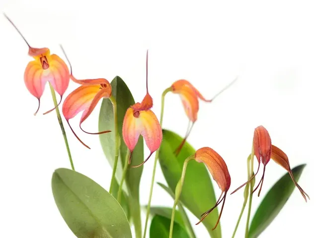 Masdevallia eumeliae (Masdevallia)