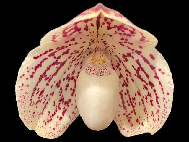 Paphiopedilum QF Whiteout