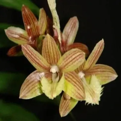 Dendrobium serratilabium sp (Dendrobium)
