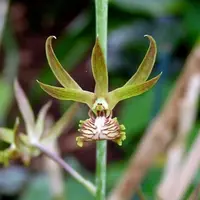 Eulophia andamanensis