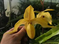 Paphiopedilum Dollgoldi (armeniacum x rothschildianum)