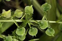 Liparis griffithii