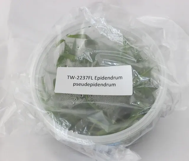 Epidendrum pseudepidendrum (Epidendrum)