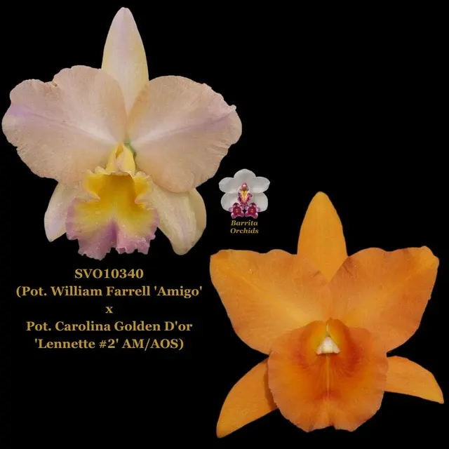 Cattleya Orchid Hybrid SVO10340 'Amigo'