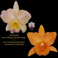 Cattleya Orchid Hybrid SVO10340 (Pot. William Farrell 'Amigo' HCC/AOS x Blc. Carolina Golden D'or 'Lenette #2' AM/AOS)
