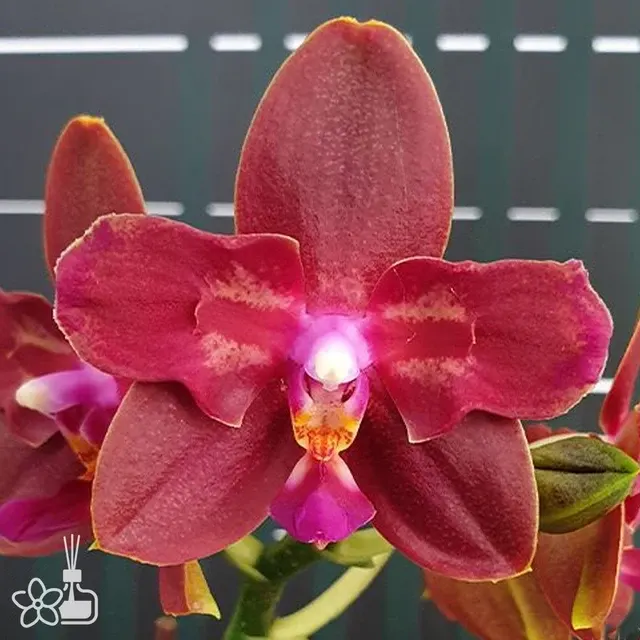 Phalaenopsis Zheng Min Parakeet '3108'