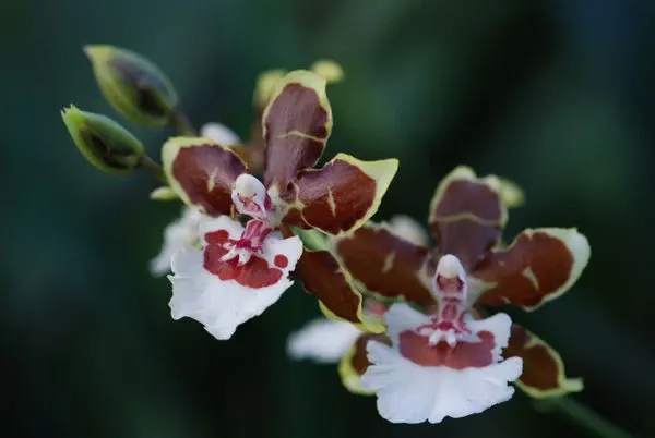Colmanara TROPIC JUNGLE