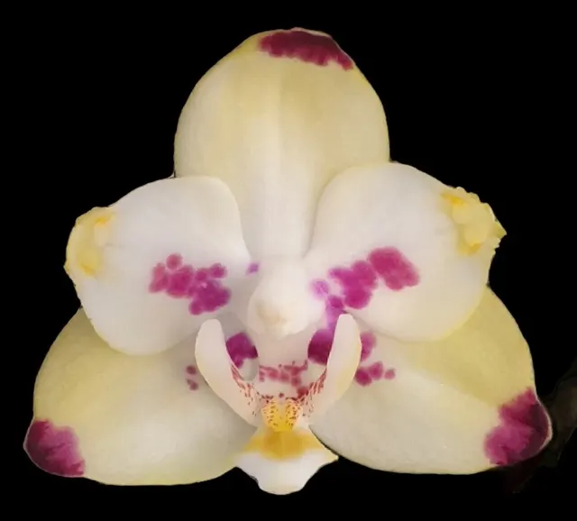 Phalaenopsis Maysang Black Boy '3145 ‘Peloric’'