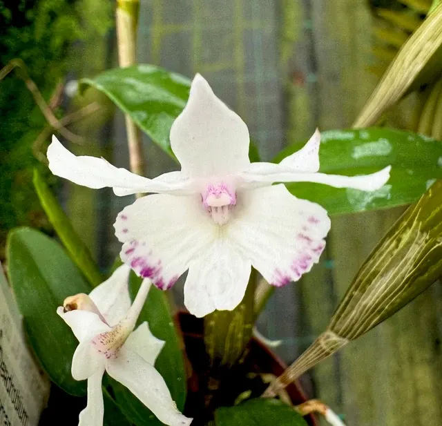 Dendrobium Maiden Charlotte