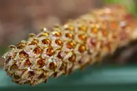 Bulbophyllum crassipes