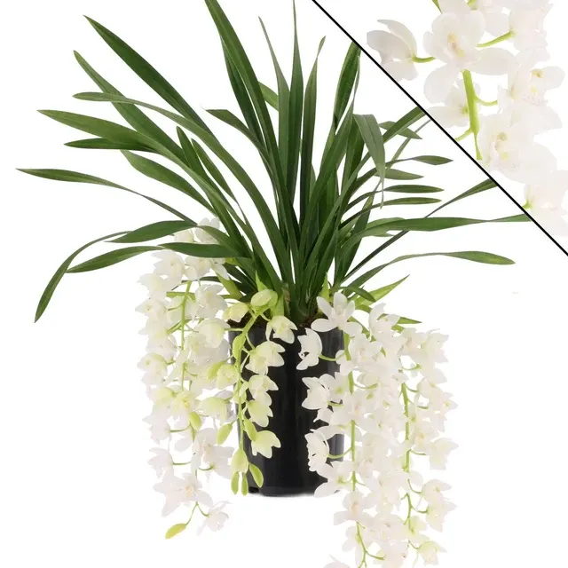 Cymbidium Cascade Hybrid
