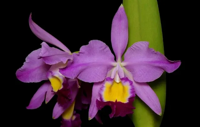 Cattleya eldorado 'M.Itoo' (Cattleya)