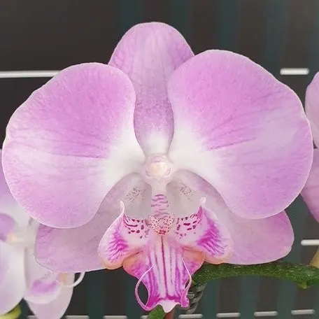 Phalaenopsis Miki Super Robin 'Romance'