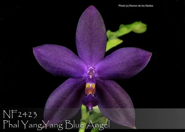 Phalaenopsis YangYang Blue Angel (Phalaenopsis)