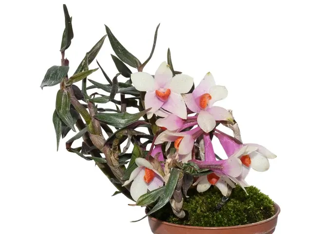 Dendrobium Teipels Farbrausch F. Bicolor (Dendrobium)