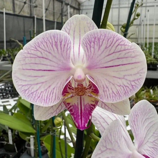 Phalaenopsis 'Razzle Dazzle' (Phalaenopsis)