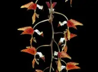 Gongora rufescens (red color) — NBS / Nonblooming