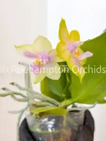 Phal. Mituo Prince