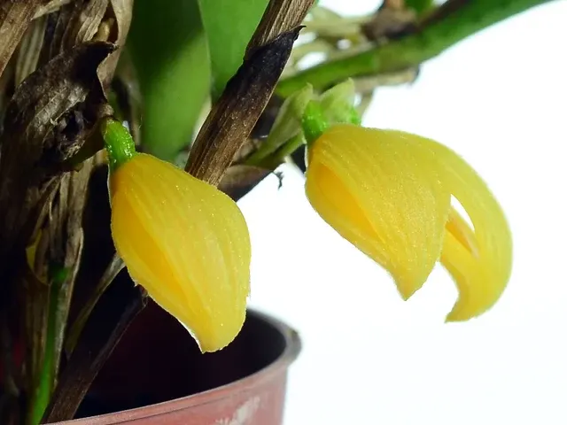 Zootrophion dayanum xanthinum (Zootrophion)