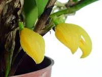 Zootrophion dayanum xanthinum