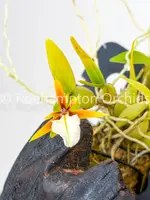 Epi. polybulbon