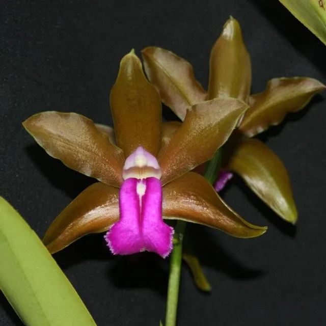 Cattleya bicolor (Cattleya)