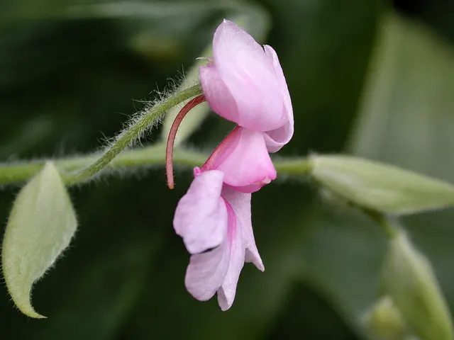 Calanthe rosea (Calanthe)