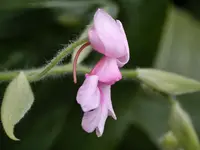 Calanthe rosea (?)