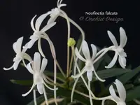 Neofinetia falcata – Samurai Orchid – Jasmin Fragrant!