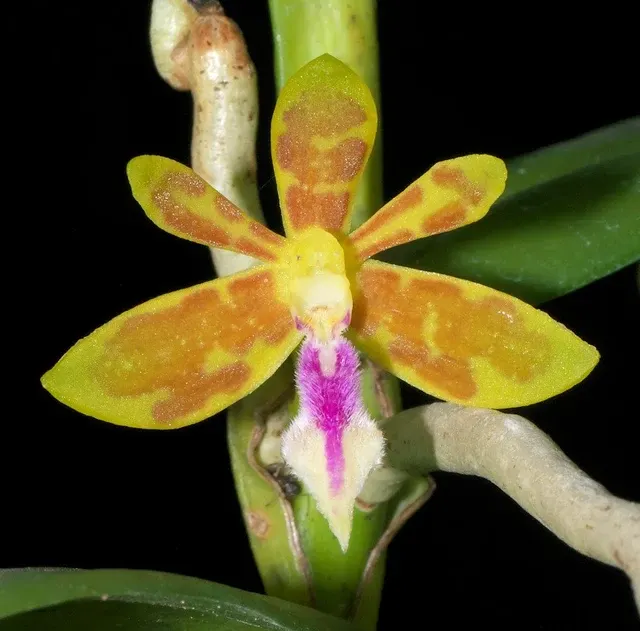 Trichoglottis seidenfadenii p