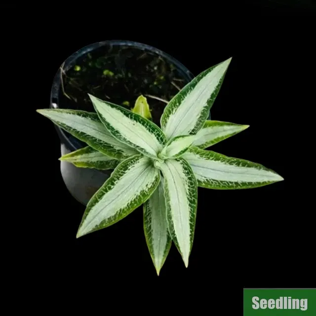 Aspidogyne argentea 'MA4'