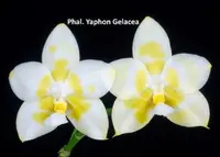 Phal. Yaphon Gelacea (WH191230) (Hybrid)