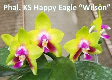 Phalaenopsis KS Happy Eagle 'Wilson'