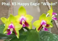 Phal. KS Happy Eagle 'Wilson' (WH190732) (Hybrid)