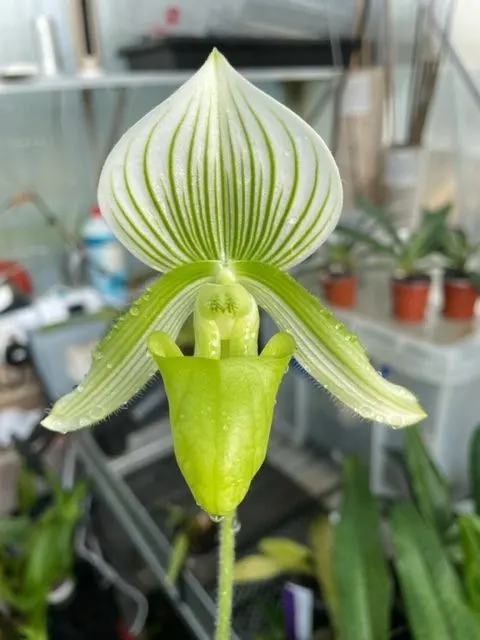 Paphiopedilum William Mathews X Onyx (Paphiopedilum)