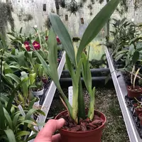 Prosthechea grammatoglossa — Blühfähige Pflanze