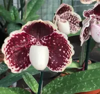 Paphiopedilum godefroyae var. leucochilum