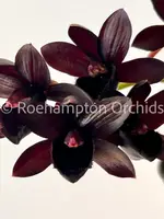 FDK After Dark 'SVO Black Pearl' FCC/AOS