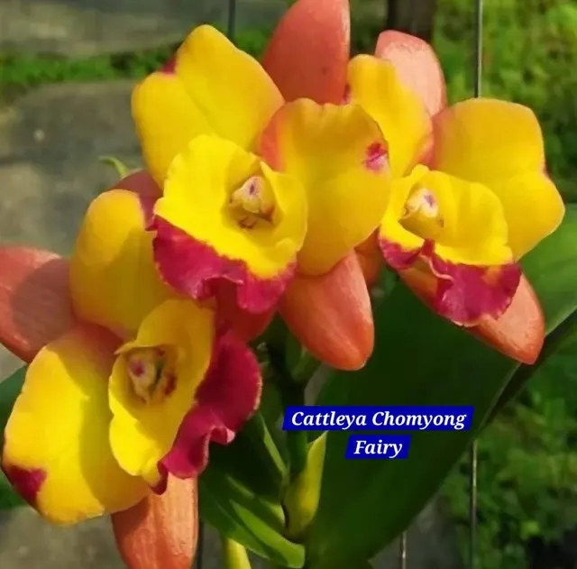 Cattleya 13 Orchid (Cattleya)