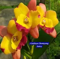 Cattleya 13 Orchid
