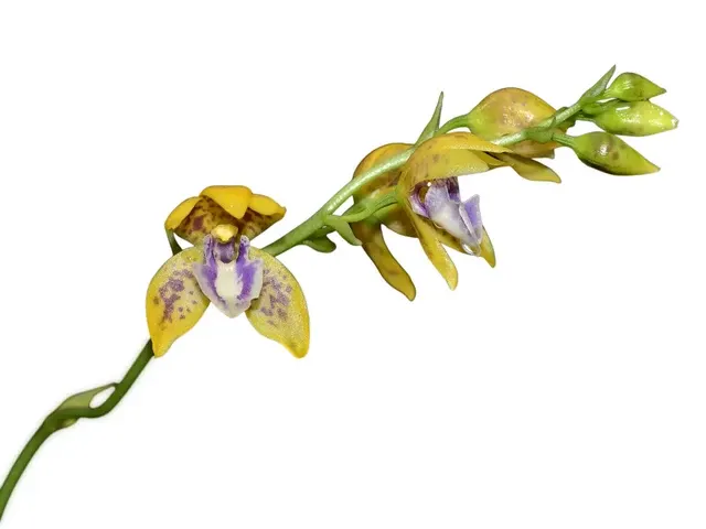 Koellensteinia albiflavoviola