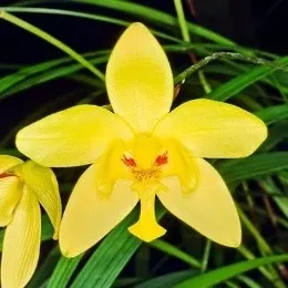 Spathoglottis Plicata Affinis Sp. (Spathoglottis)