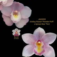 Cymbidium Seedling JG22205 (Valley Flower 'Powder Puff' x Sylvan Star 'Tia')