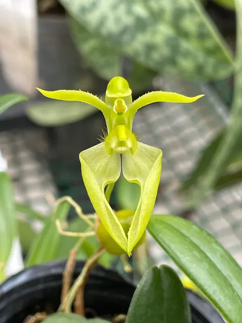 Bulbophyllum lasiochilum fma flava (Bulbophyllum)