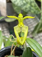 Bulbophyllum lasiochilum fma flava (album)