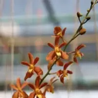 Christensonia vietnamica x renanthera philipinense